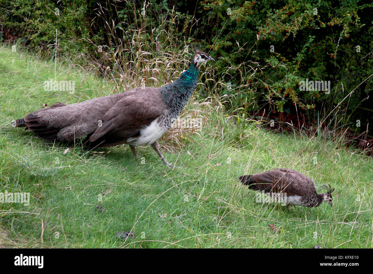 A female peacock, called a peahen, with a chick called a peachick Stock