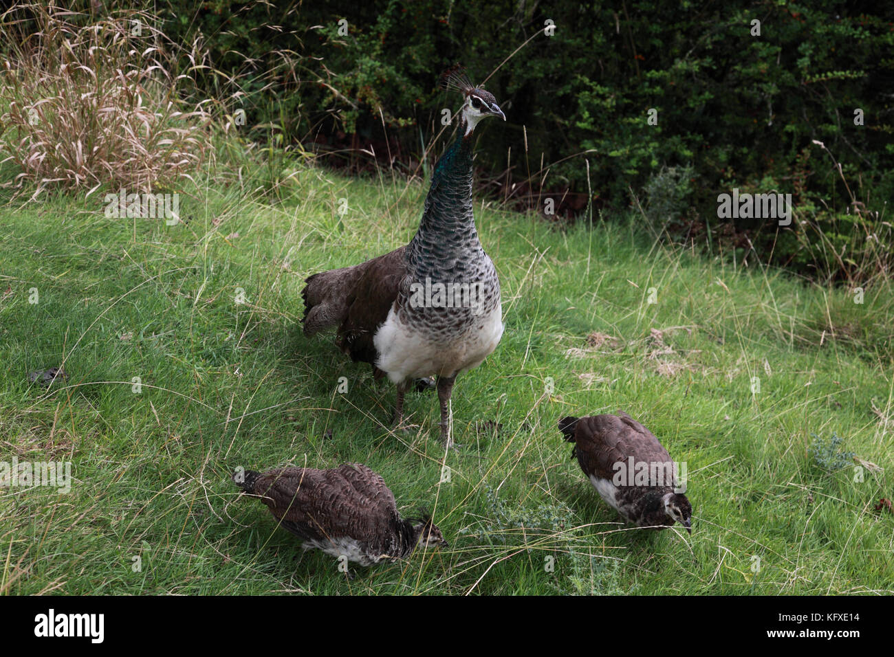 Female Peahen High Resolution Stock Photography and Images - Alamy