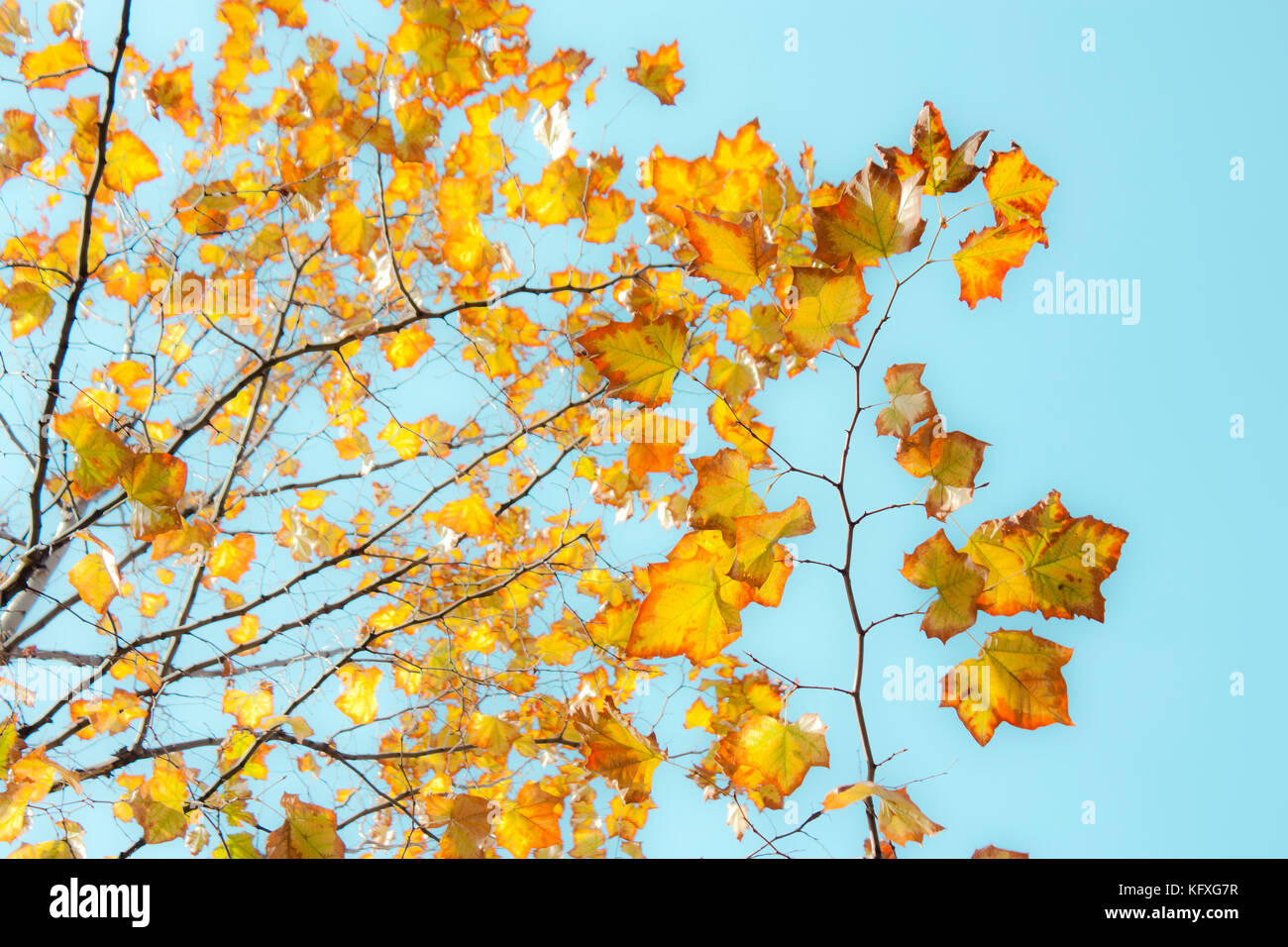 Golden tree leaves hi-res stock photography and images - Alamy