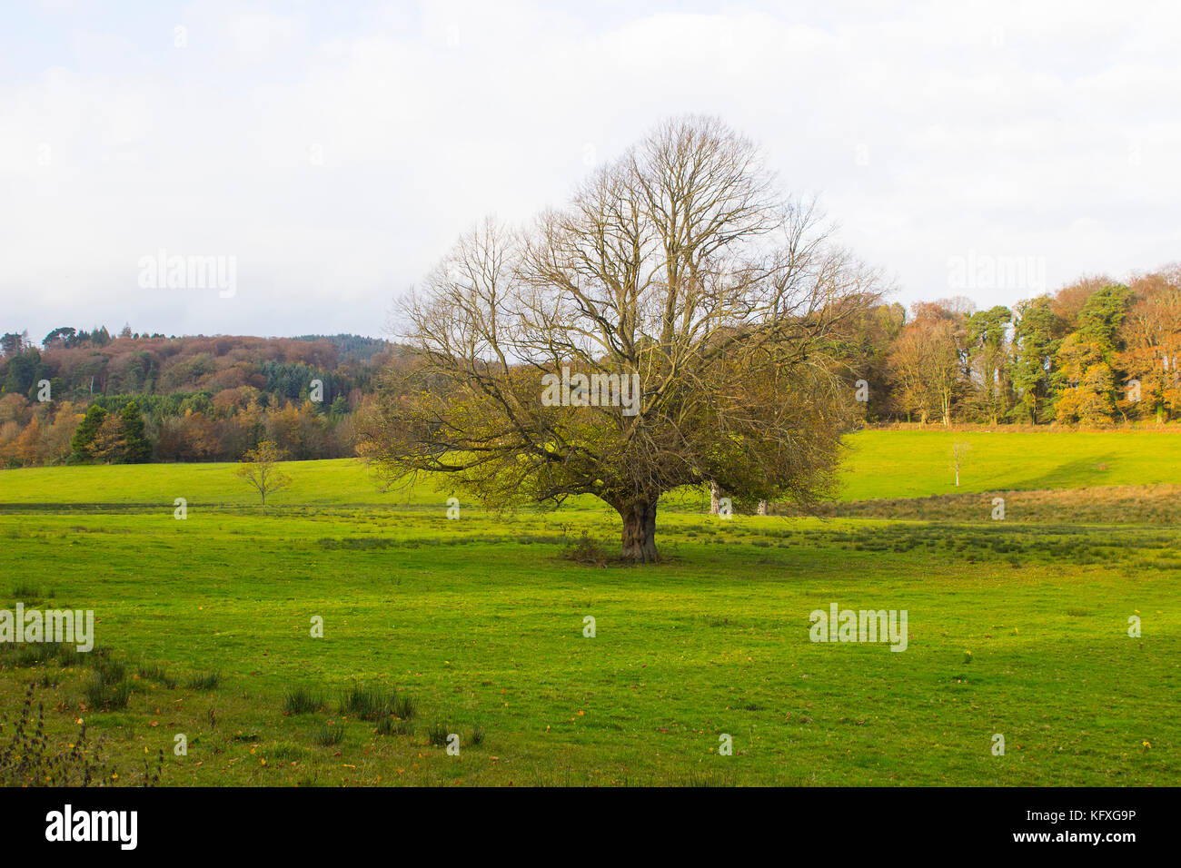 An ancient oak tree in autumn growing in green meadow in County Down's Castlewellan Country Park in Northern Ireland Stock Photo