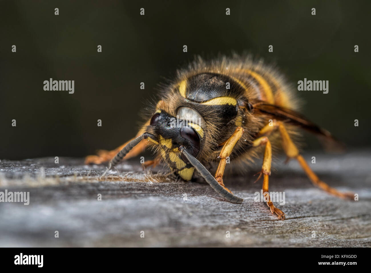 Norwegian Wasp (Dolichovespula norwegica) gathering wood from a fencepost for its nest. Tipperary, Ireland Stock Photo