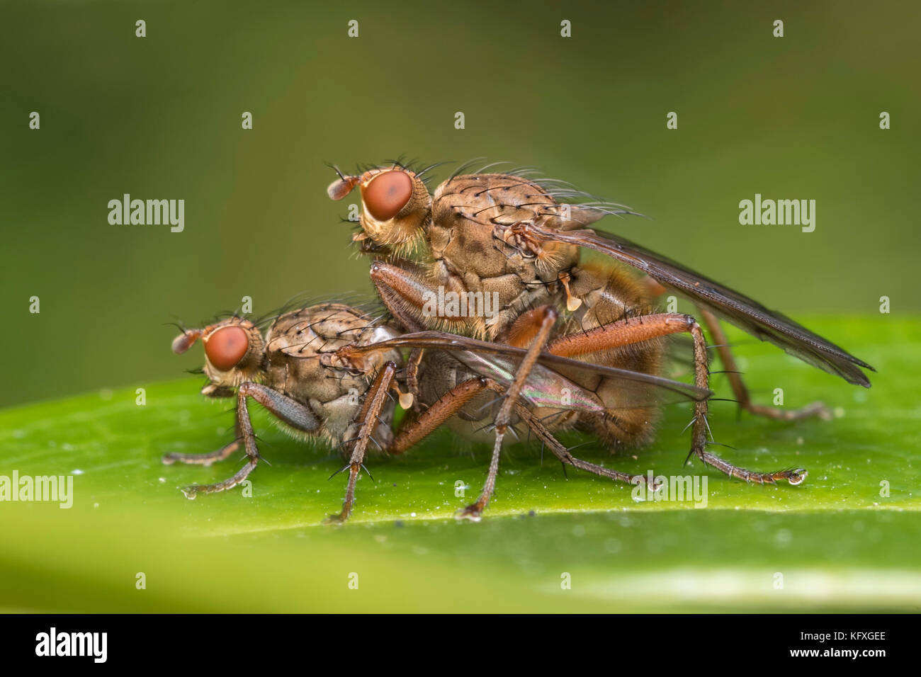 Mating Dung Flies on Rhododendron leaf. Tipperary, Ireland Stock Photo