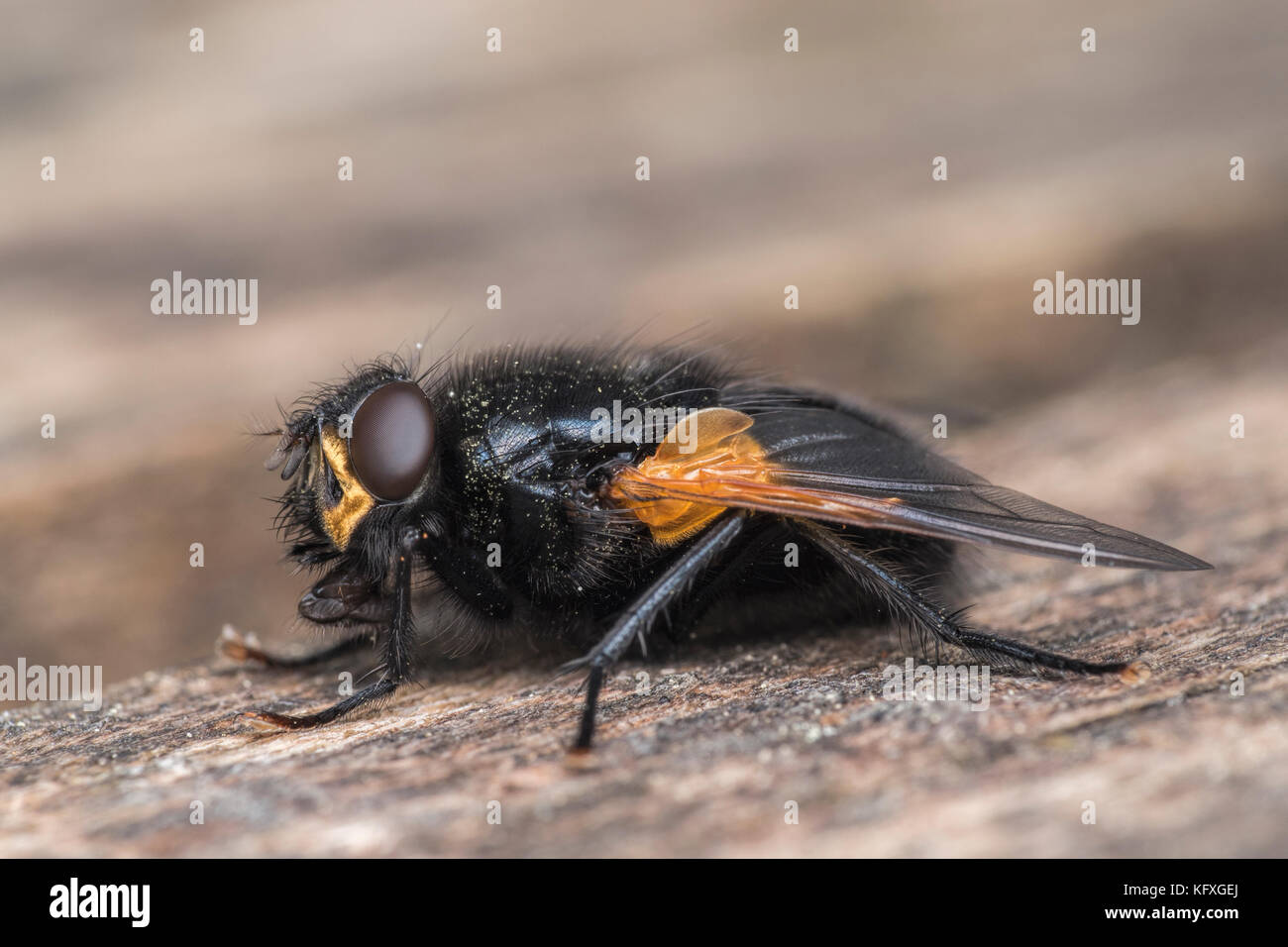 Noon Fly (Mesembrina meridiana) resting on a bench. Cabragh Wetlands, Thurles, Tipperary, Ireland Stock Photo