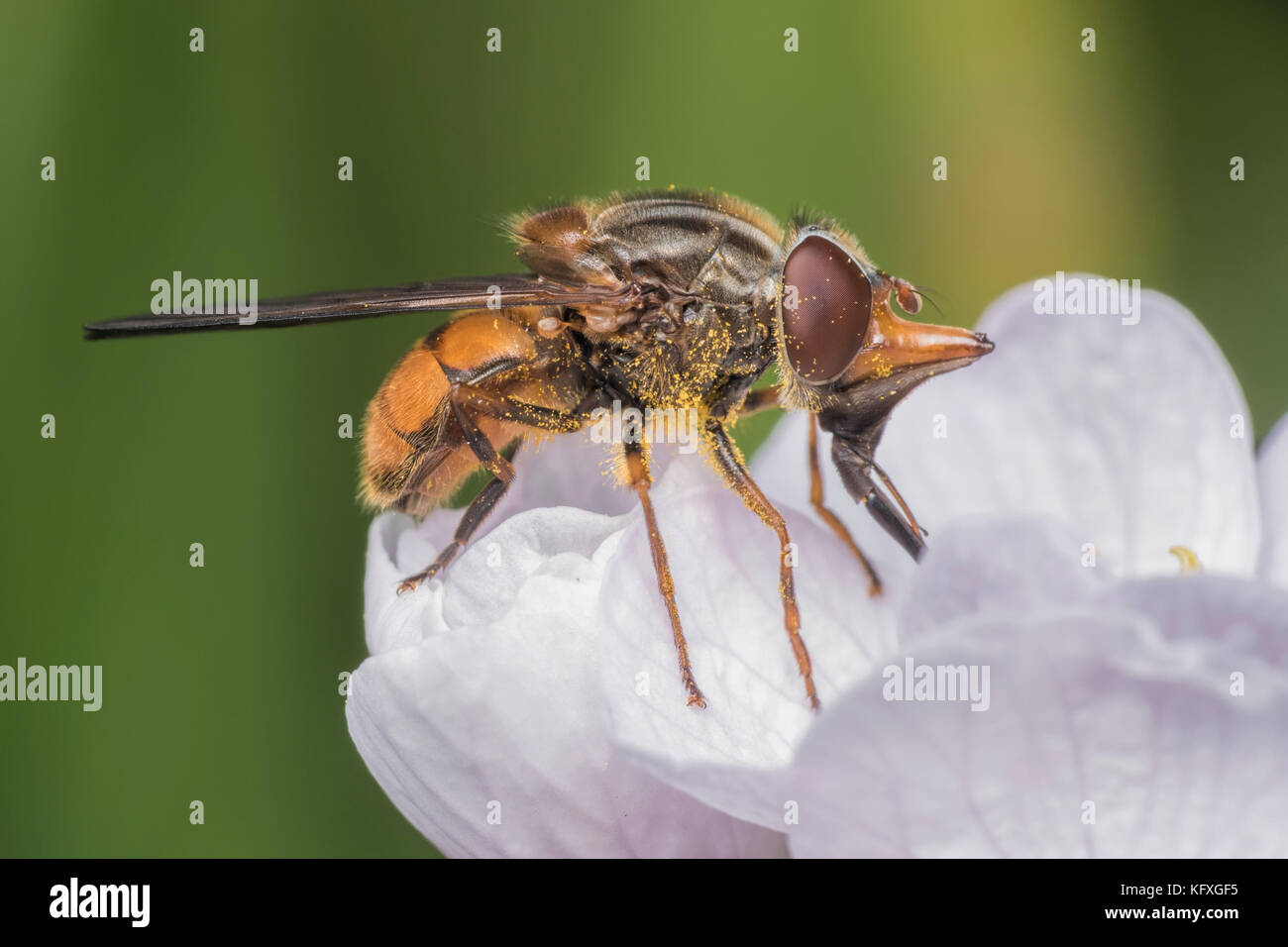Snout nosed Hoverfly (Rhingia campestris) on flower. Thurles, Tipperary, Ireland Stock Photo