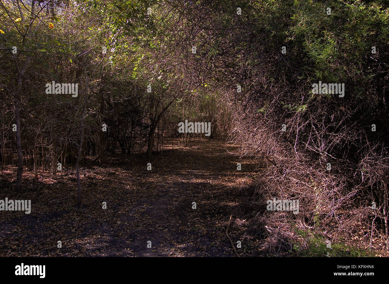 Walking trail in the fall with oak trees Stock Photo - Alamy
