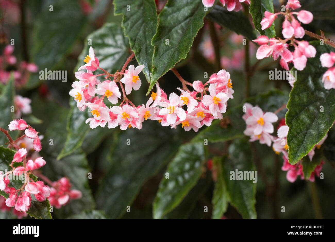 Begonia 'Lucerna' flowers. Stock Photo