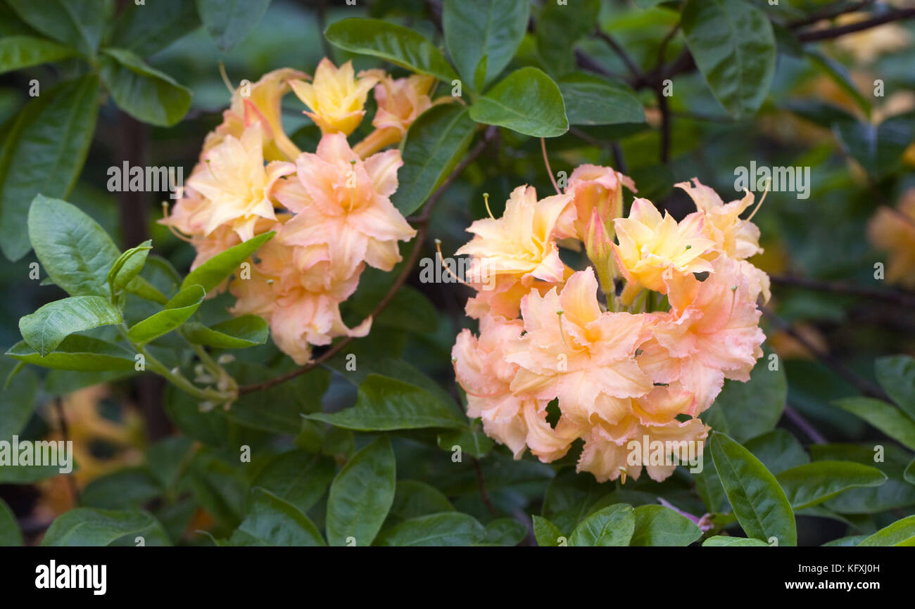 Rhododendron 'Teniers' flowering in Spring. Stock Photo