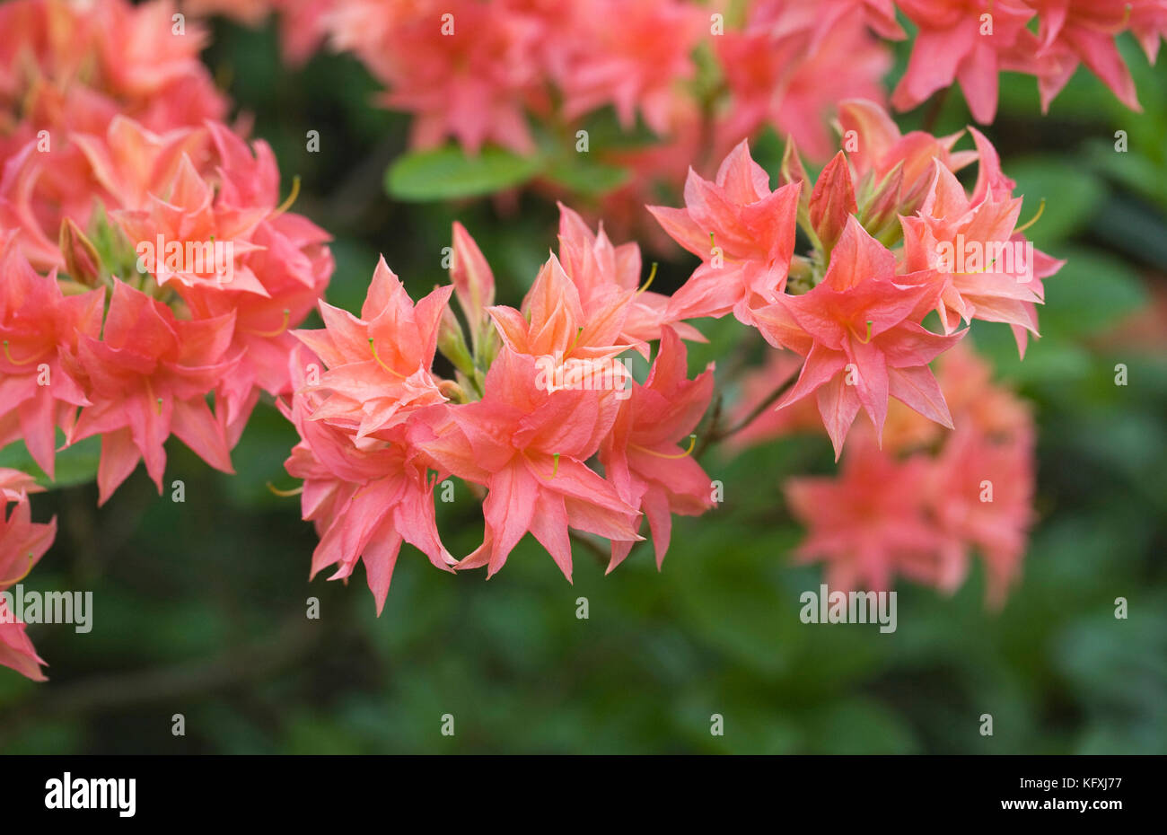 Rhododendron 'Norma' flowers in Spring. Stock Photo