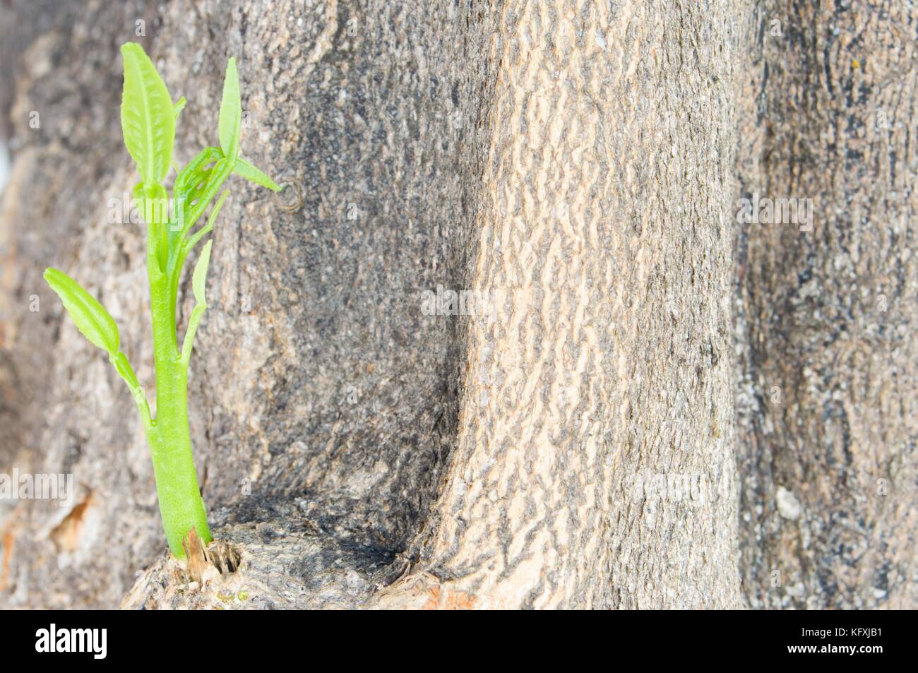 Outbreak of branch of tree growing in a trunk image in horizontal Stock ...
