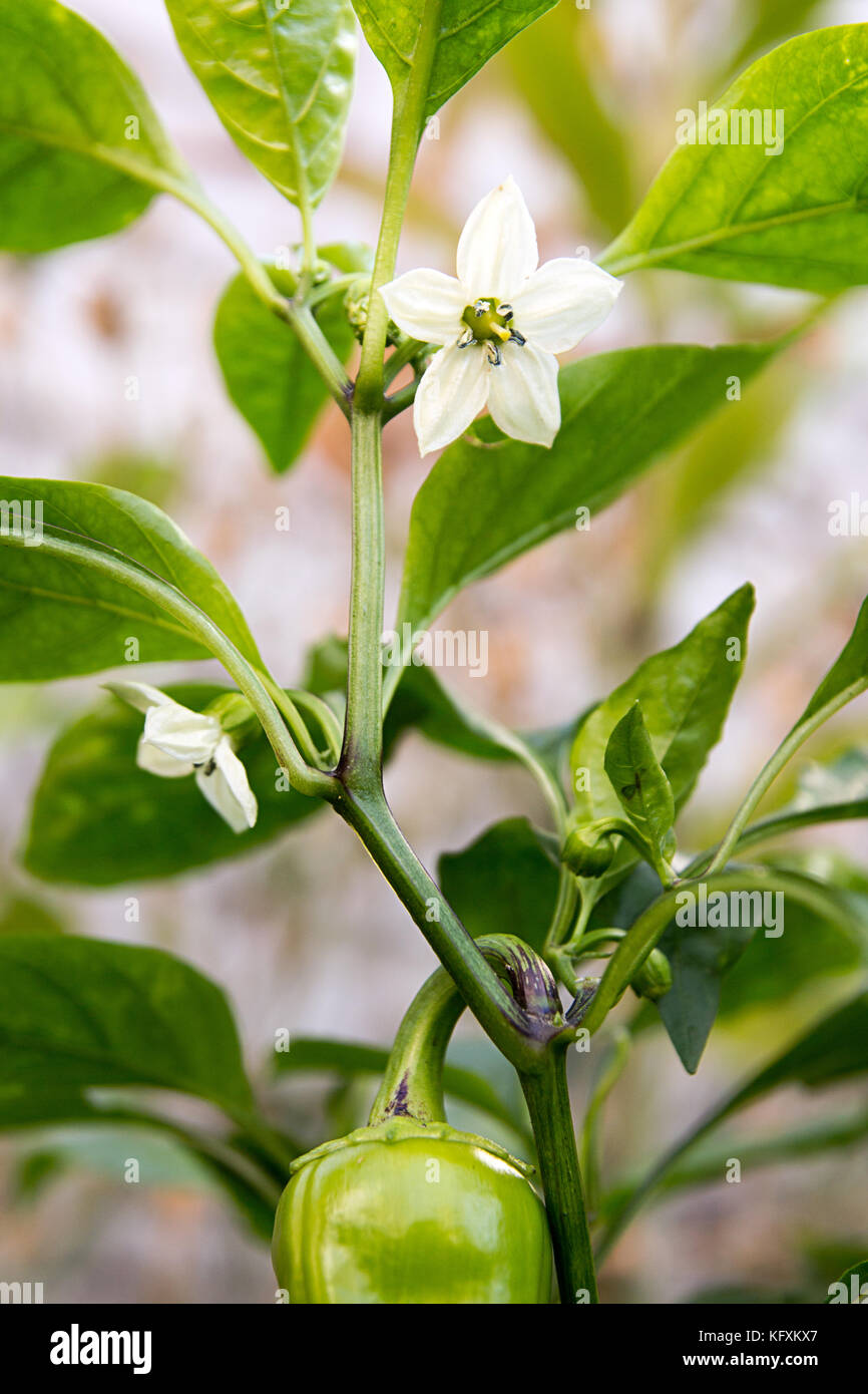 Blossoming pepper. White flowers on pepper plant. Vegetable gardening Stock Photo Alamy
