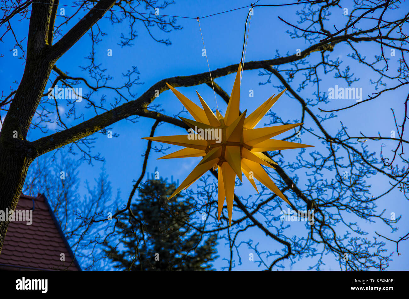 Moravian star hanging in a tree for lighting at Christmas time. Stock Photo