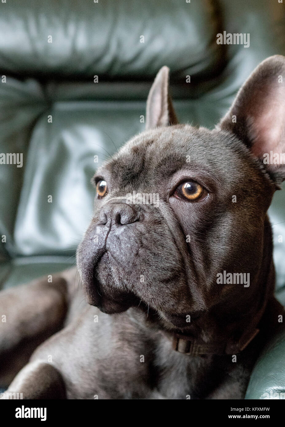 sad french bulldog sat looking out the window lonely and waiting for his owner to come home, concept of pets left alone with copy-space . Stock Photo