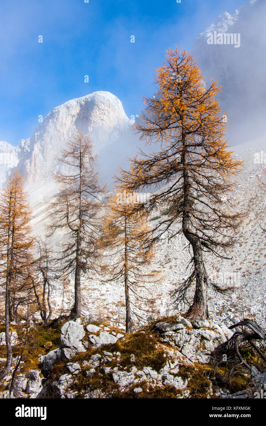 Larch and fir trees hi-res stock photography and images - Alamy