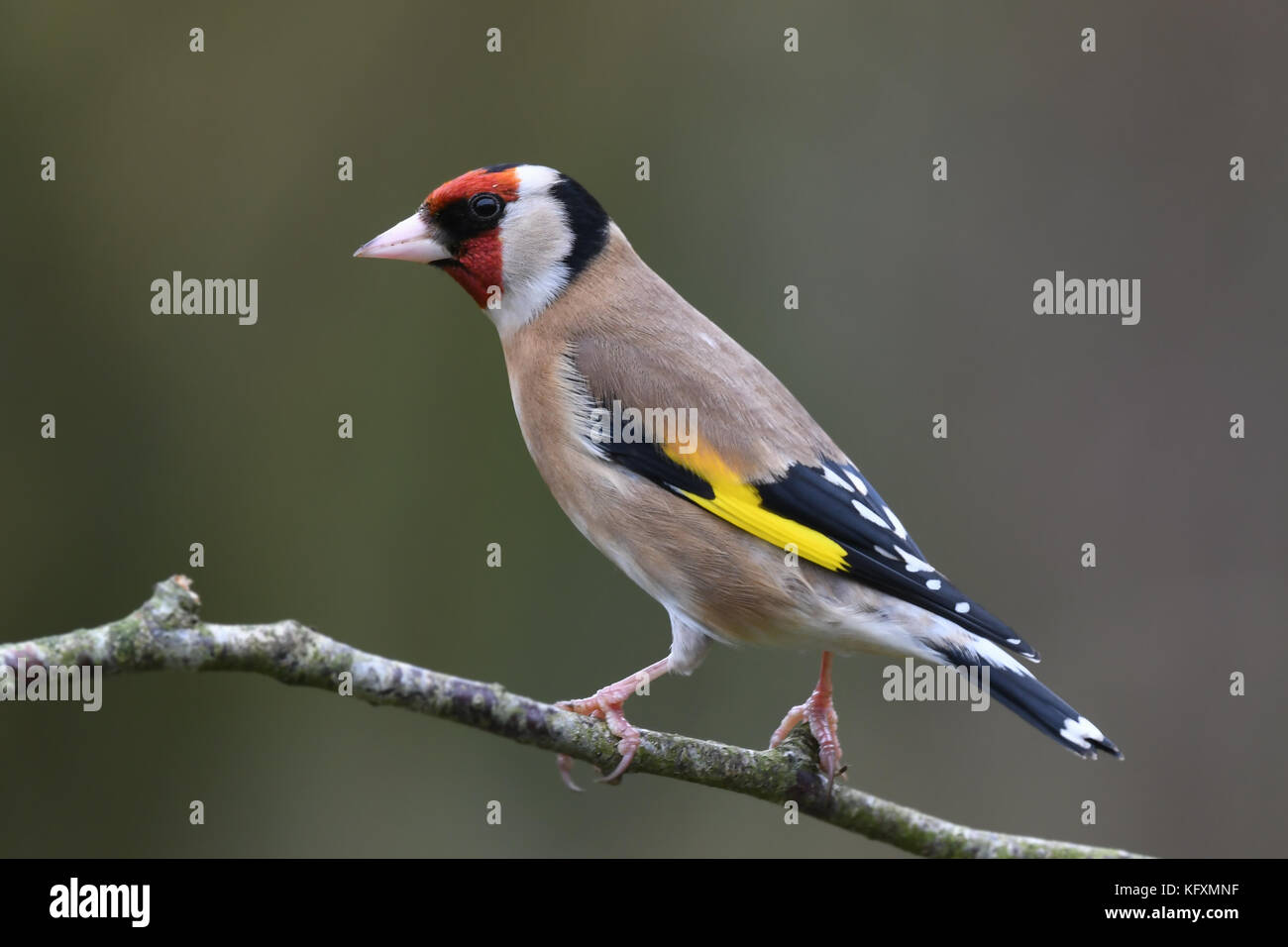 Profile portrait of individual goldfinch (Carduelis carduelis) standing on a garden twig. Devon, UK, March. Stock Photo