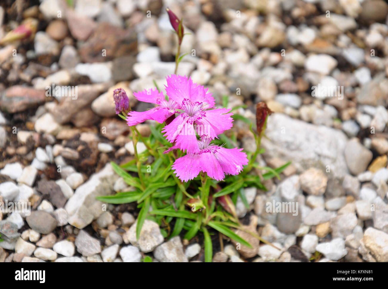 Alpine pink (Dianthus alpinus) Stock Photo