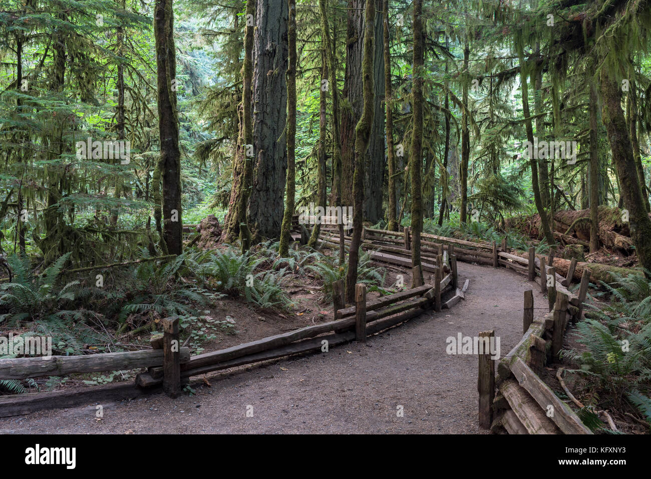 Cathedral Grove, Pacific Rim National Park, Vancouver Island, British Columbia, Canada Stock Photo