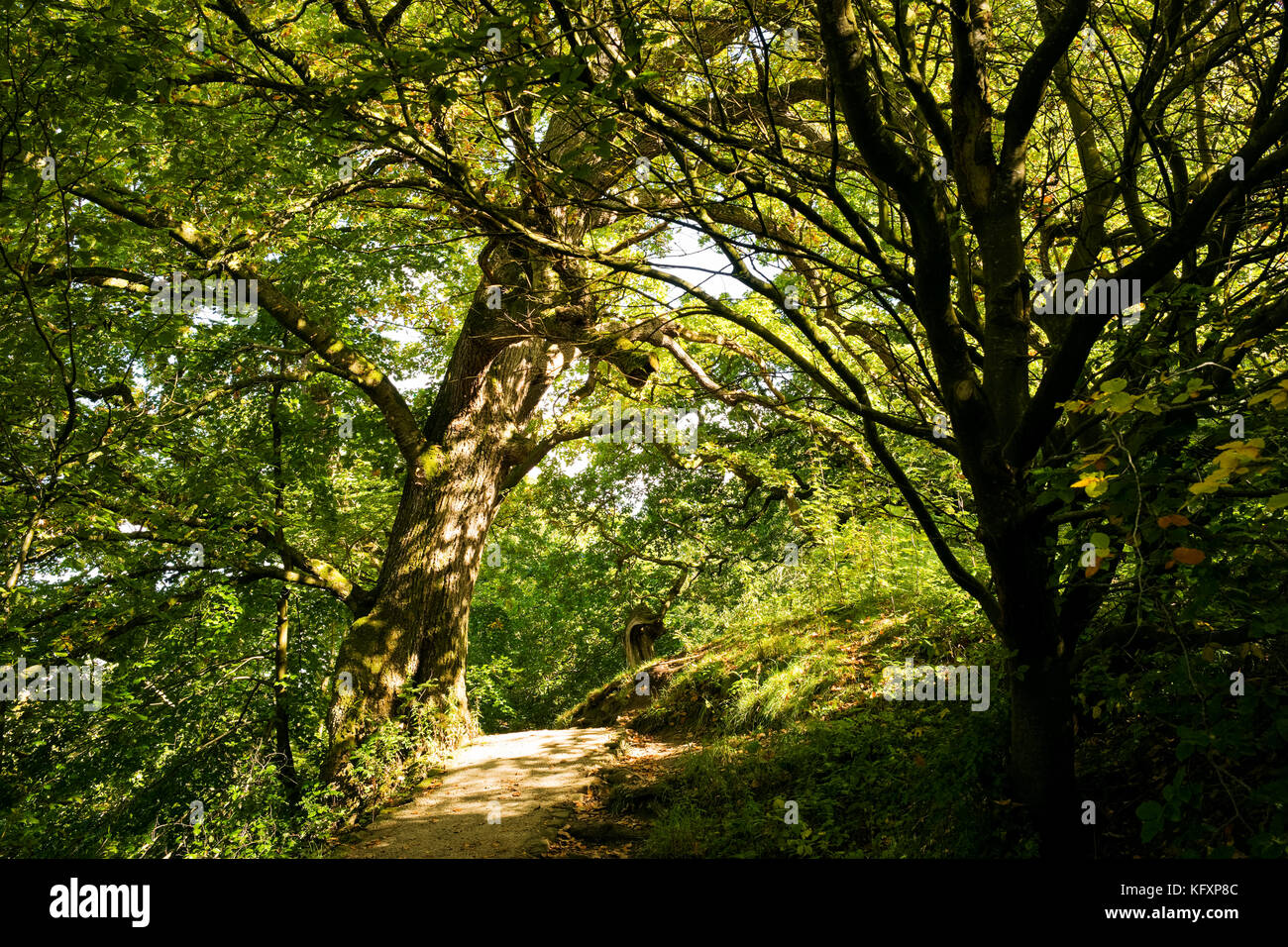 Dappled light on a path through woodland on the Bolton Abbey Estate, Yorkshire Dales National Park, UK Stock Photo