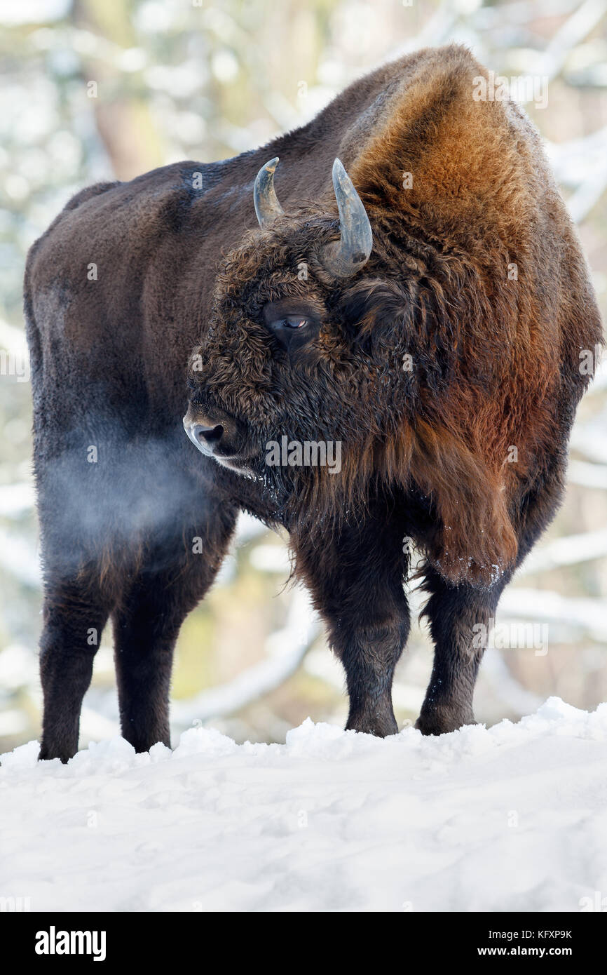 Wisent (Bison bonasus) in the snow, captive, Hesse, Germany Stock Photo