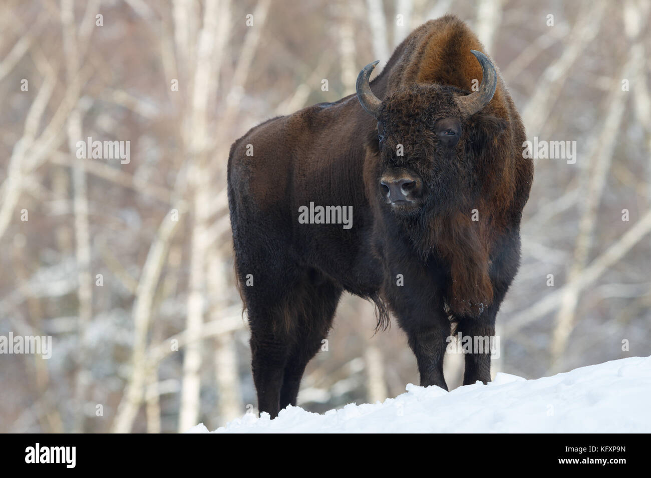 Wisent (Bison bonasus) in the snow, captive, Hesse, Germany Stock Photo