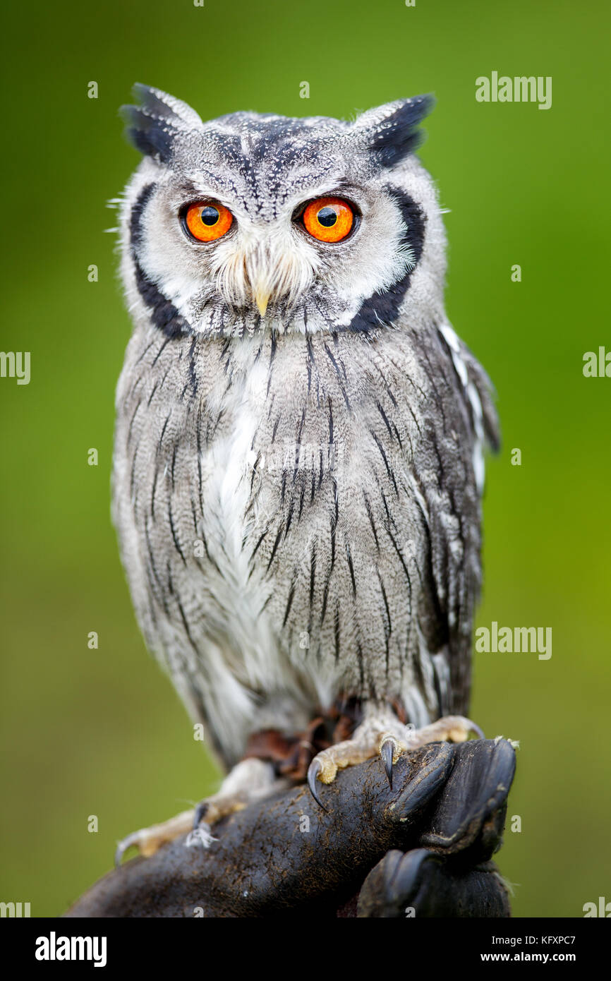 Southern white-faced owl (Ptilopsis granti), captive Stock Photo