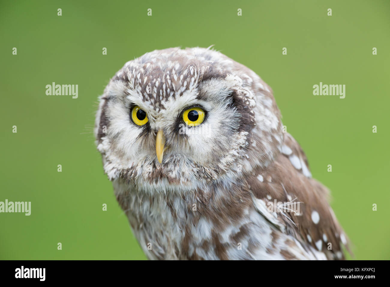 Southern white-faced owl (Ptilopsis granti), captive, Portrait Stock Photo