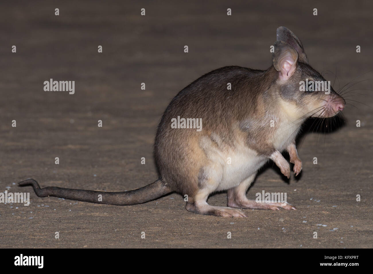 Malagasy giant rat (Hypogeomys antimena), Kirindy National Park, Madagascar Stock Photo