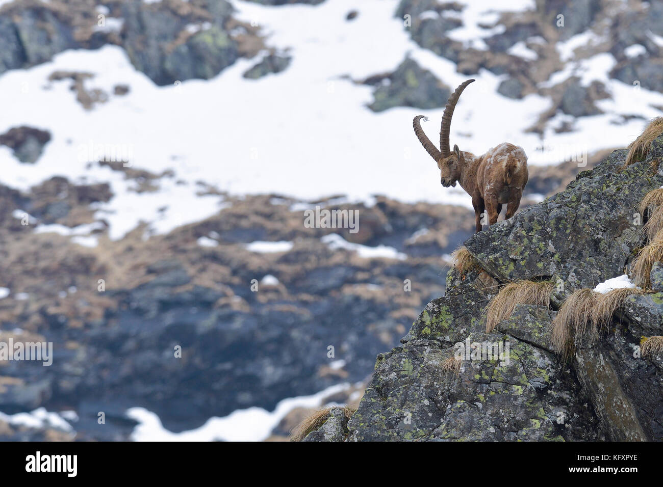 Alpine Ibex (Capra Ibex), full grown male, change of coat, Tyrol, Austria Stock Photo