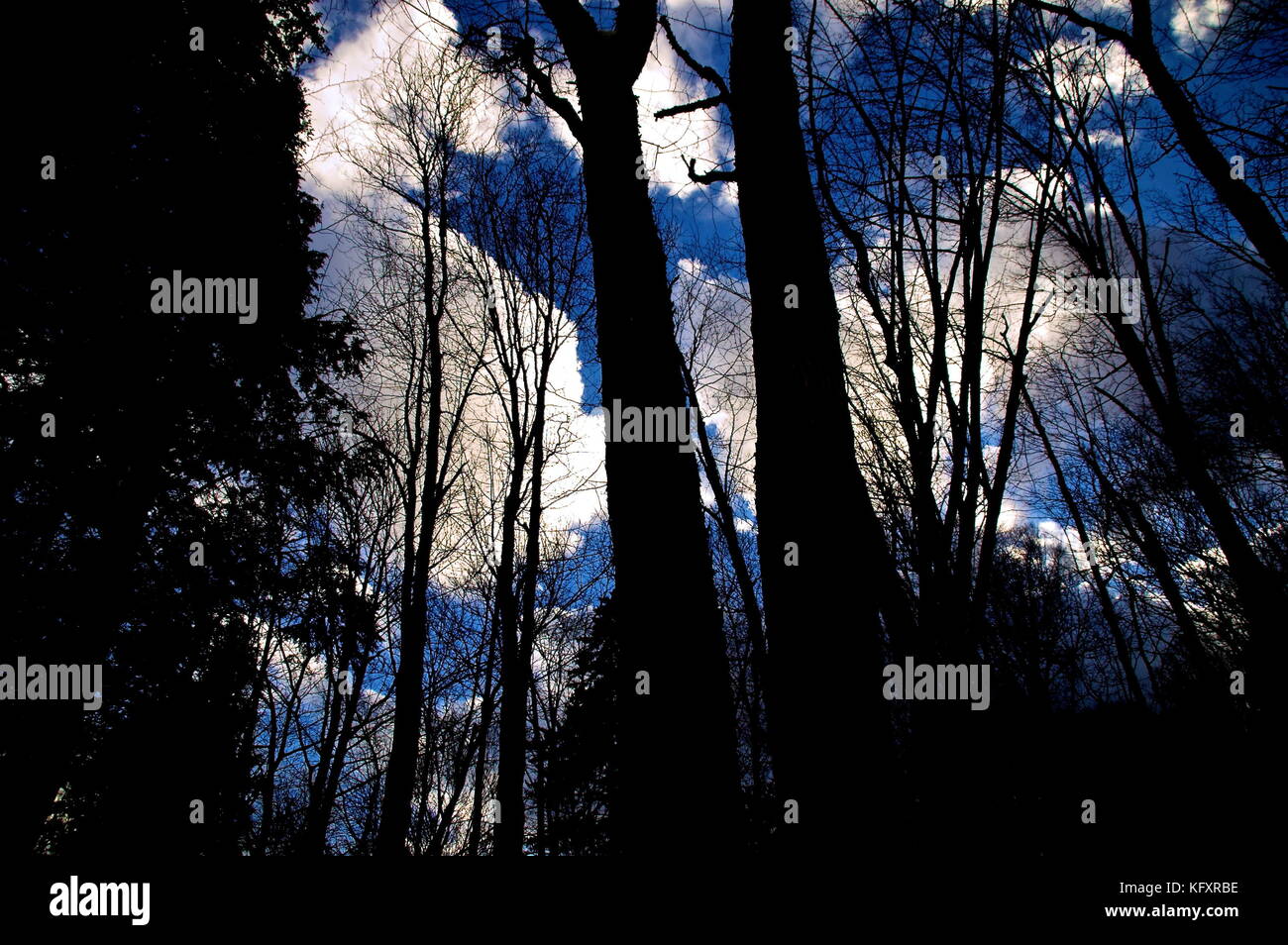White mountains forest hi-res stock photography and images - Alamy