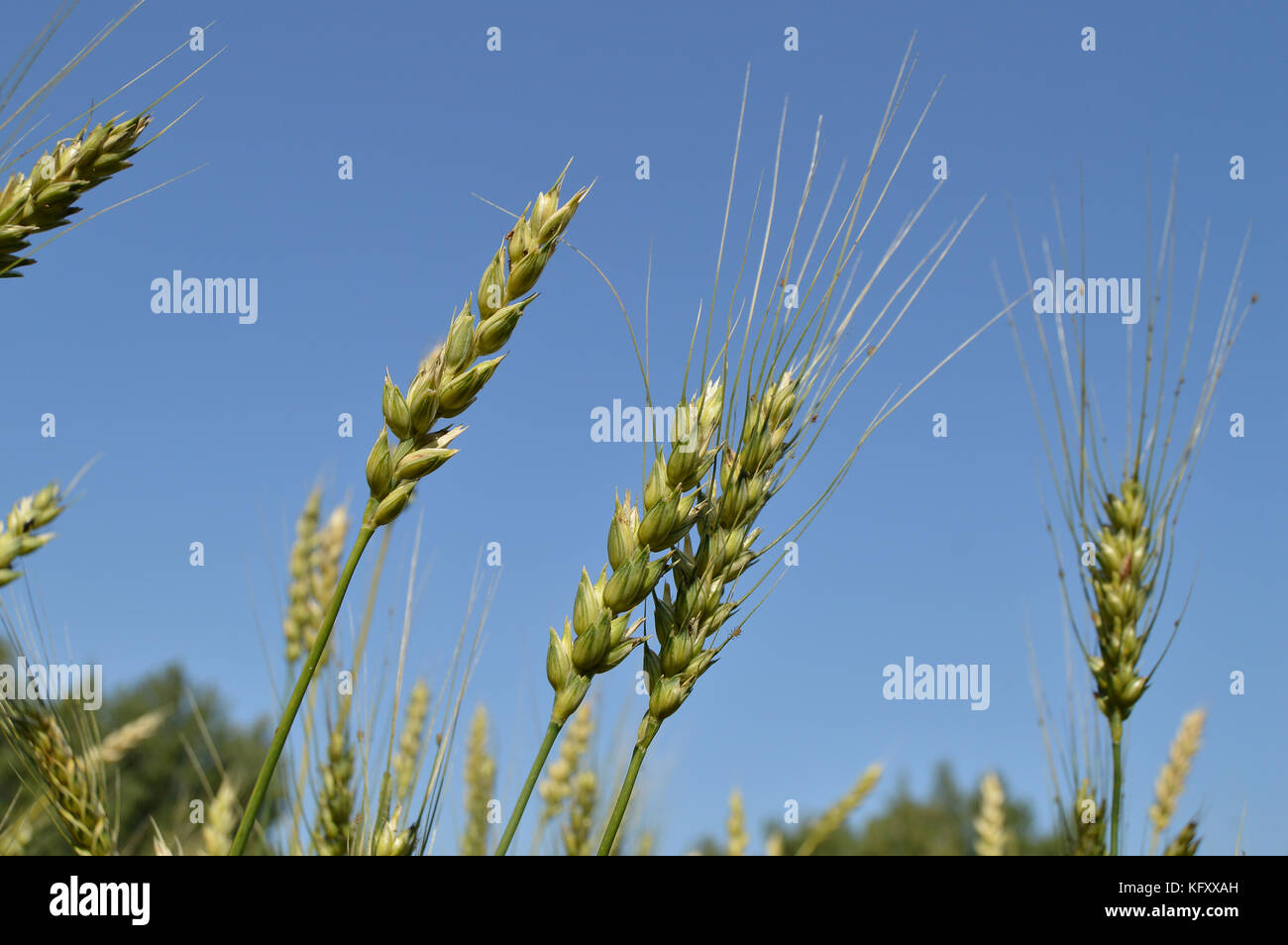 Field of green wheat and rye ears against a blue sky Stock Photo - Alamy