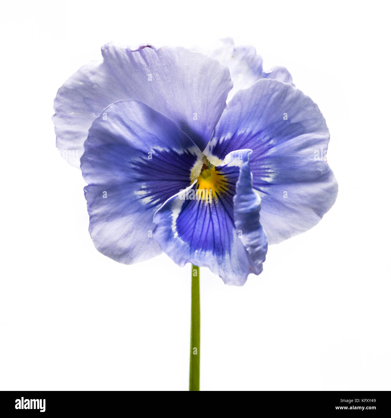 A macro shot of a blue pansy isolated against a white background. Stock Photo