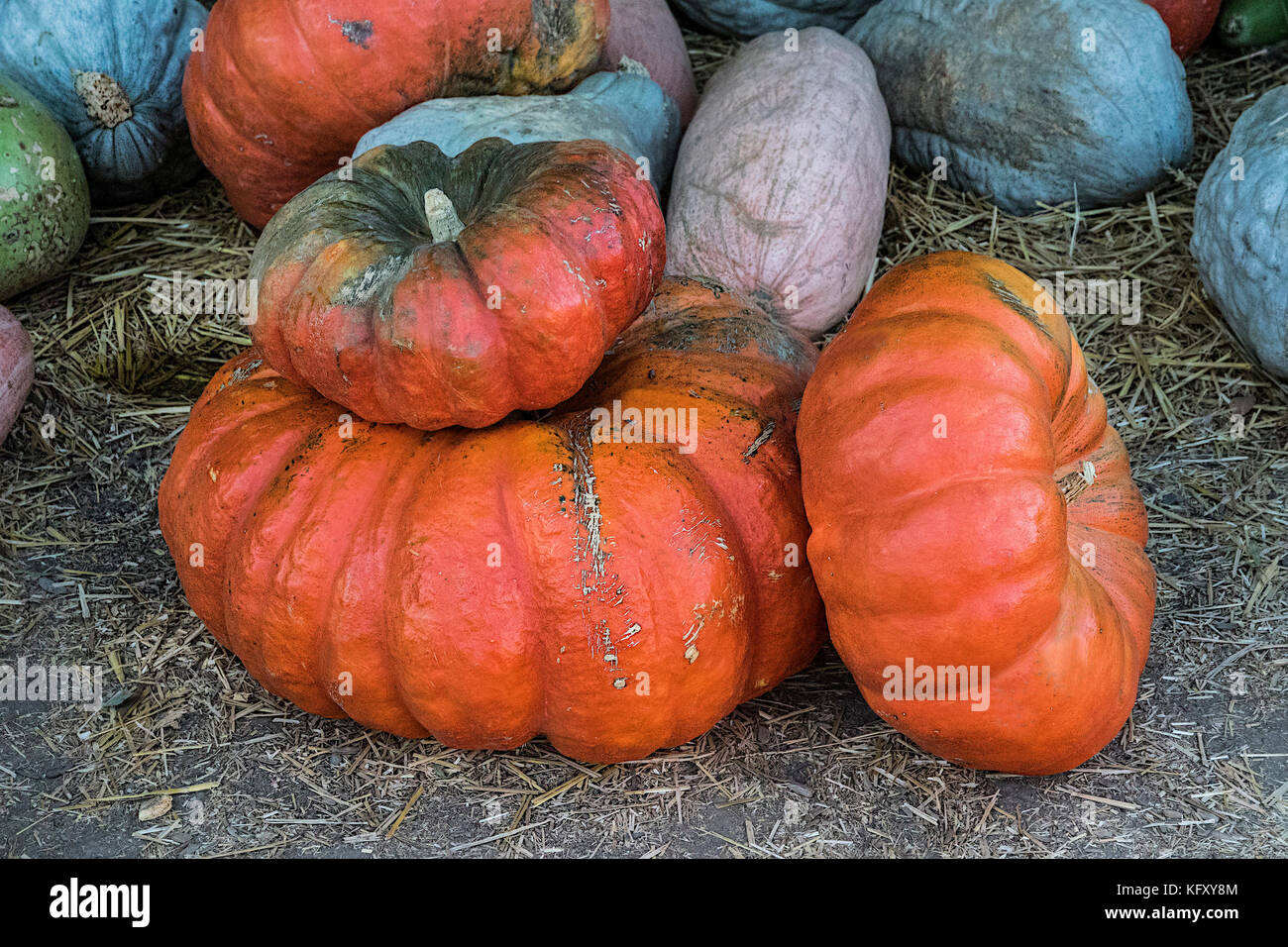 Pumpkins at the Pumpkin Patch’s Fall Festival Stock Photo Alamy