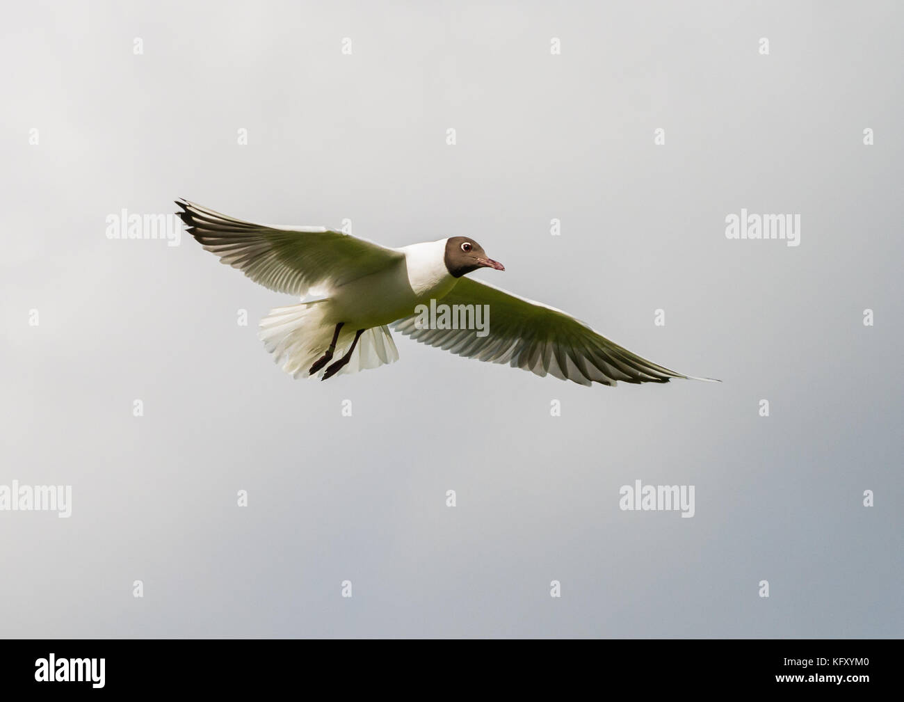A shot of a black headed gull flying through a grey cloudy sky. Stock Photo