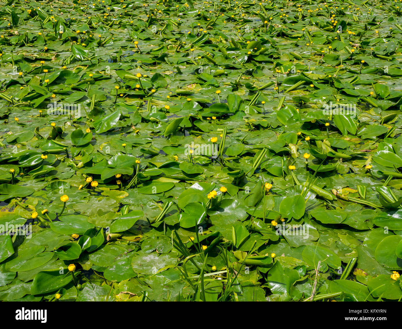 Dense clumps of yellow flowering water lillies near river Way near