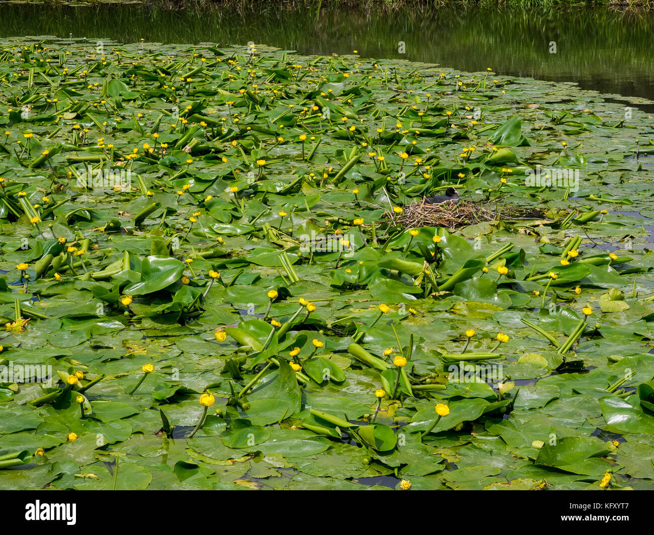 Dense clumps of yellow flowering water lillies with Coot nest near