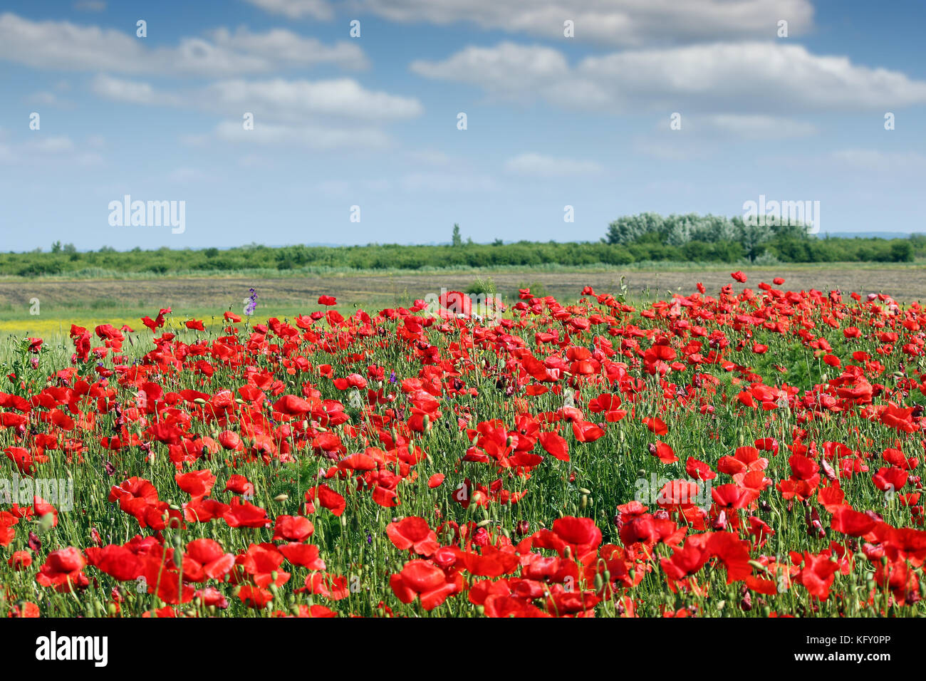 Poppies flower meadow landscape spring season Stock Photo - Alamy
