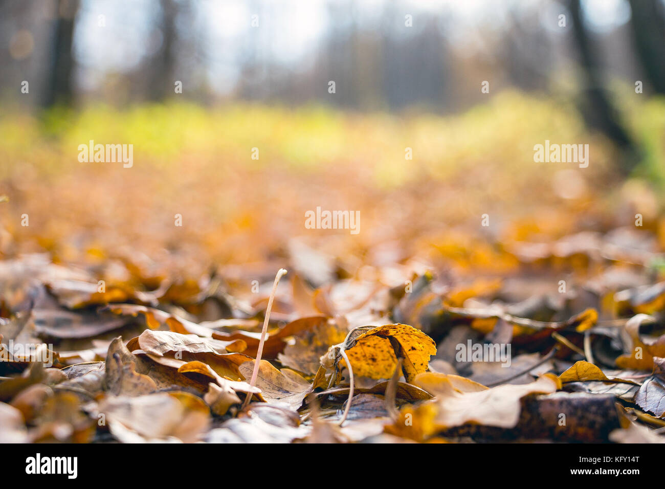 Fallen autumn leaves in the forest Stock Photo - Alamy
