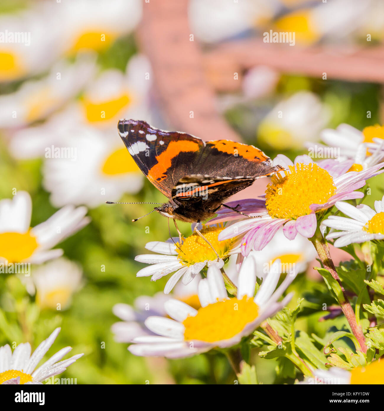 Square photo with admiral butterfly. The insect is perched on daisy bloom with white leaves and brigh yellow center. Other plants around. The color on Stock Photo