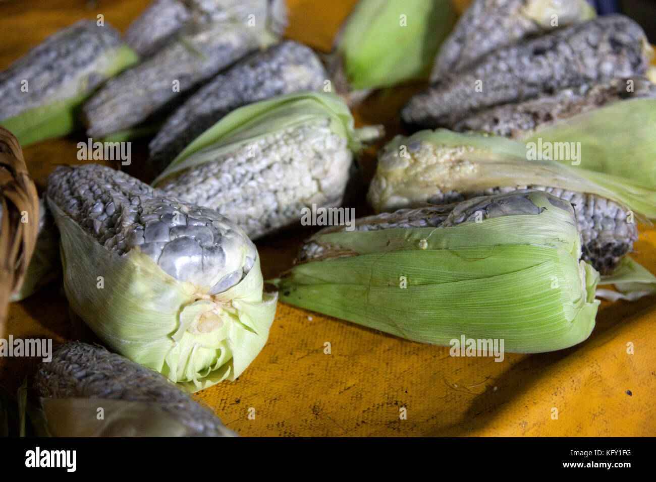 Huitlacoche, also known as corn smut, corn fungus, or Mexican truffle, is a delicacy in Mexico. Stock Photo
