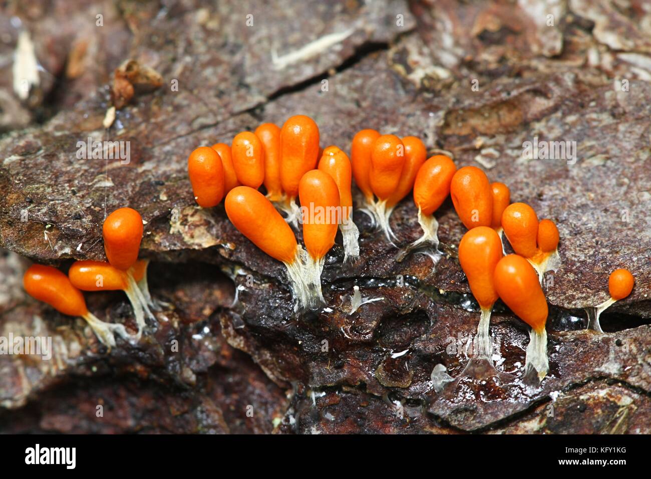 Orange slime mold, Leocarpus fragilis Stock Photo
