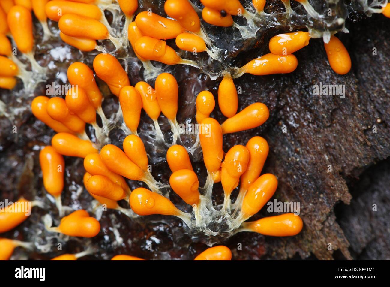 Orange slime mold, Leocarpus fragilis Stock Photo