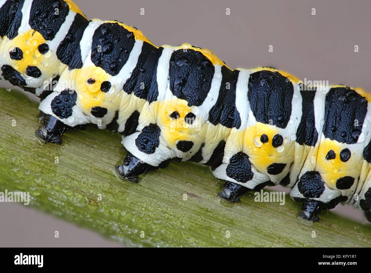 Lettuce Shark Moth Caterpillar Cucullia Lactucae Stock Photo Alamy