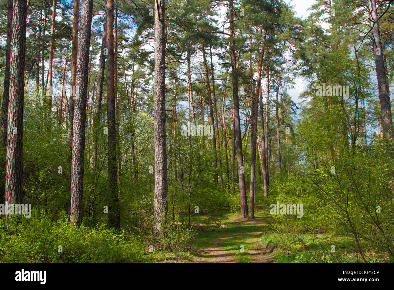 Early morning with sunrise in pine forest Stock Photo - Alamy