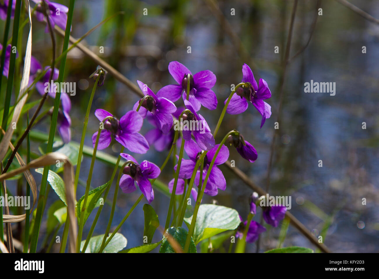 Spring nature common violets background. Viola Odorata flowers in the garden close up. Selective focus Stock Photo