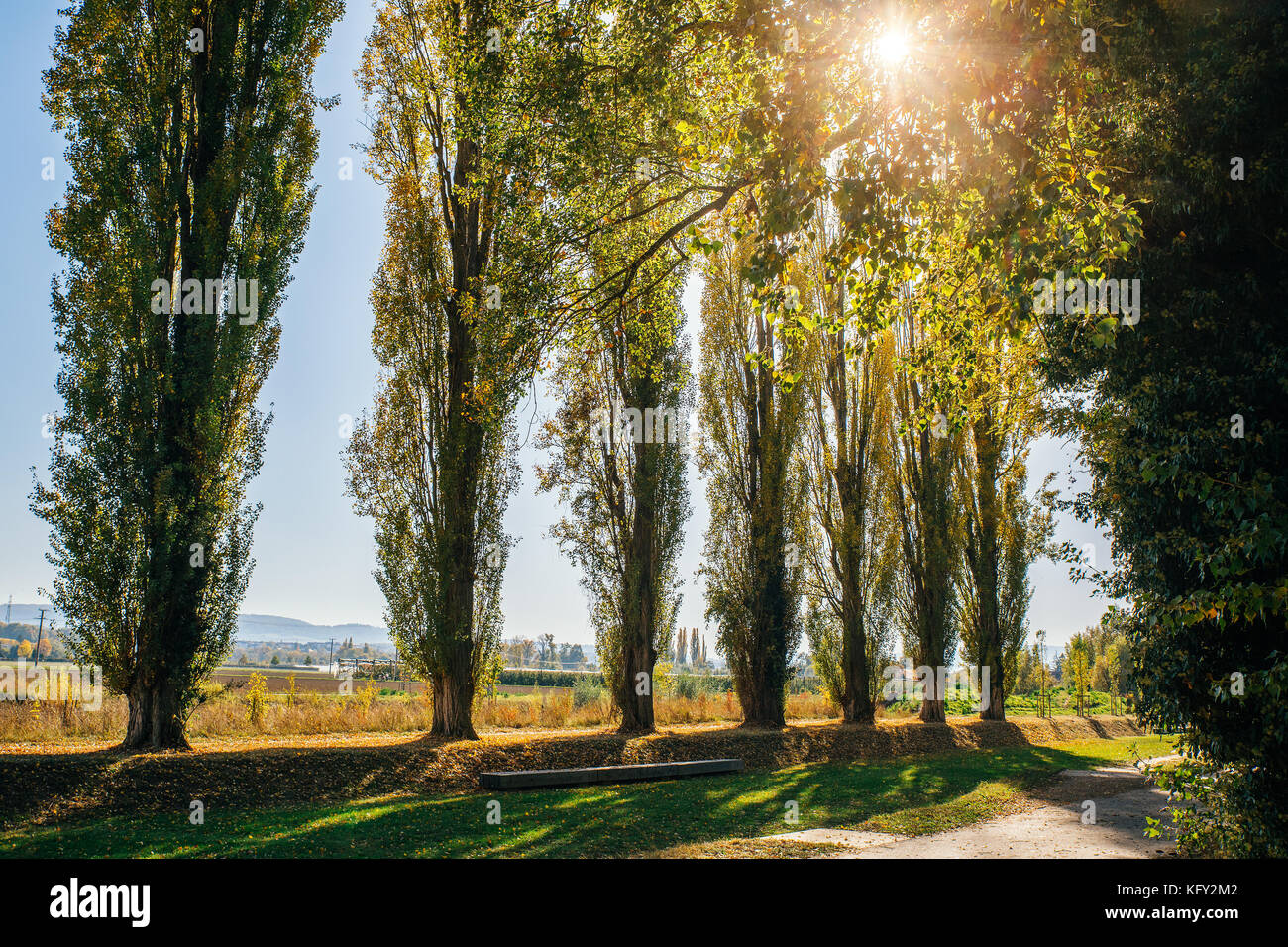 Poplar trees turning yellow in autumn Stock Photo Alamy