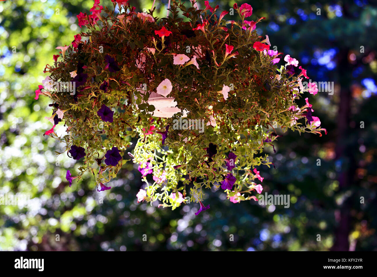 hanging flower basket Stock Photo