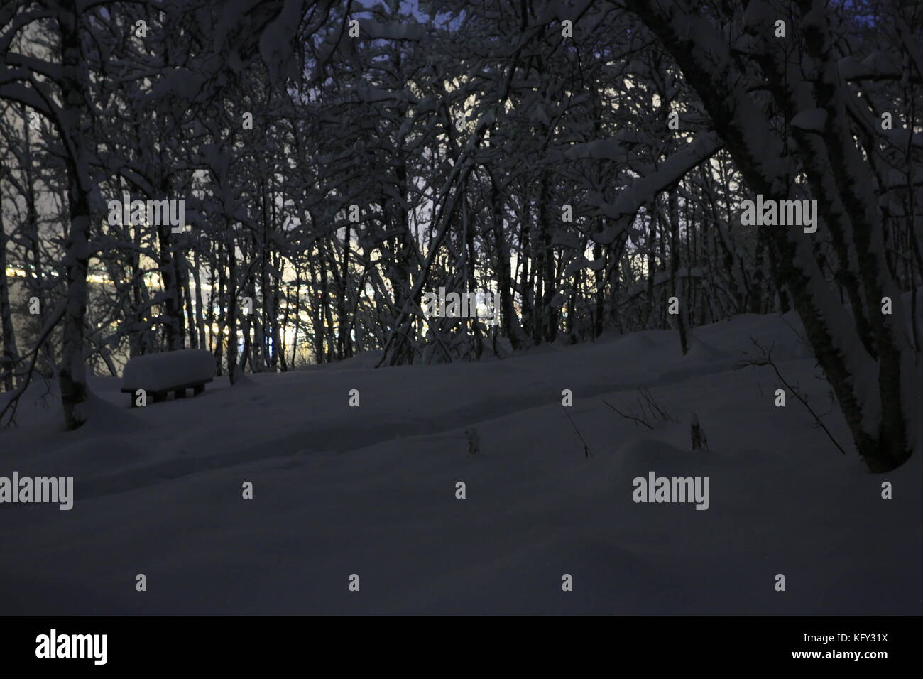 Winter Snow Forest Stock Photo - Alamy