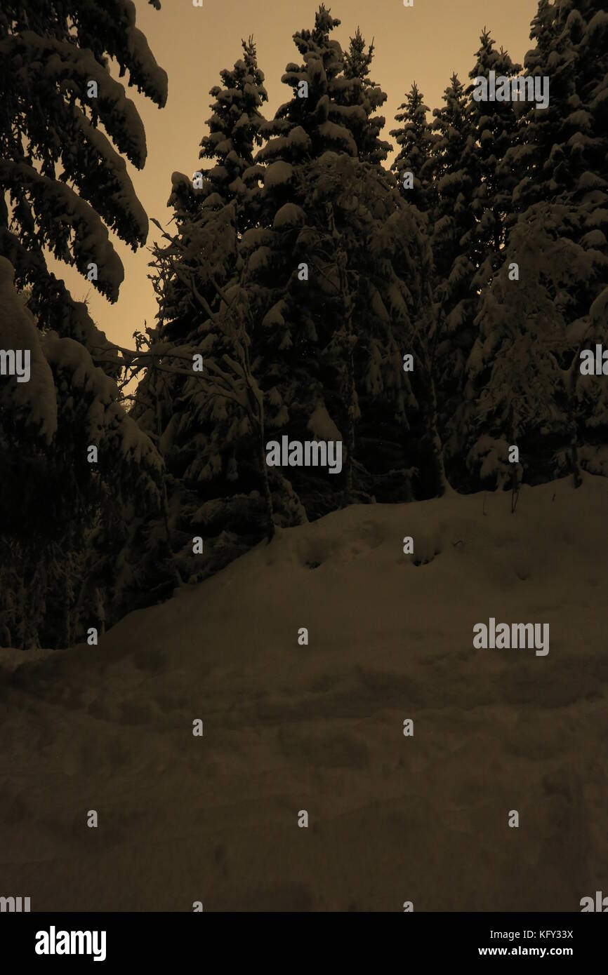 Winter Snow Forest Stock Photo - Alamy