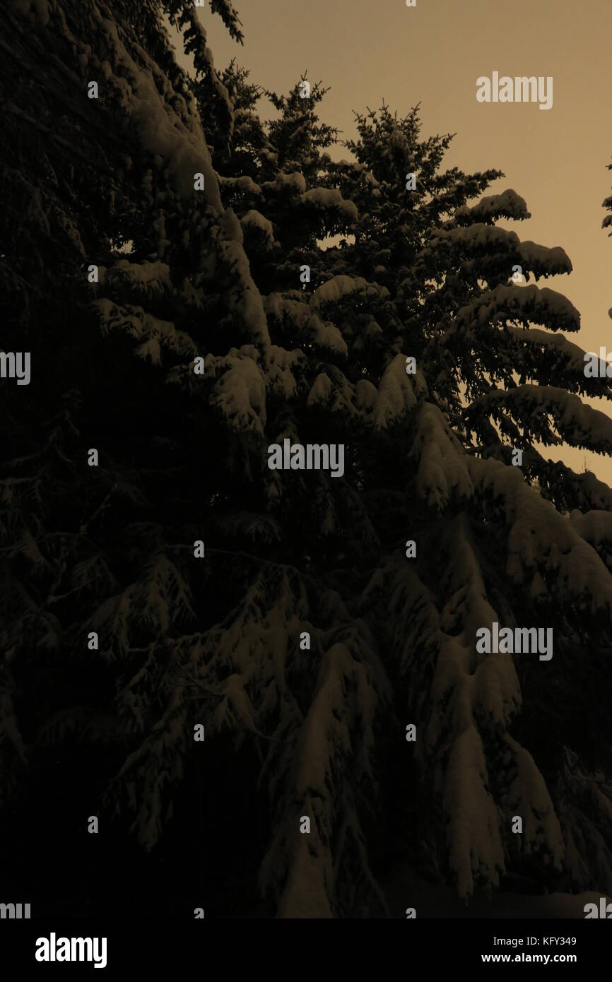 Winter Snow Forest Stock Photo - Alamy