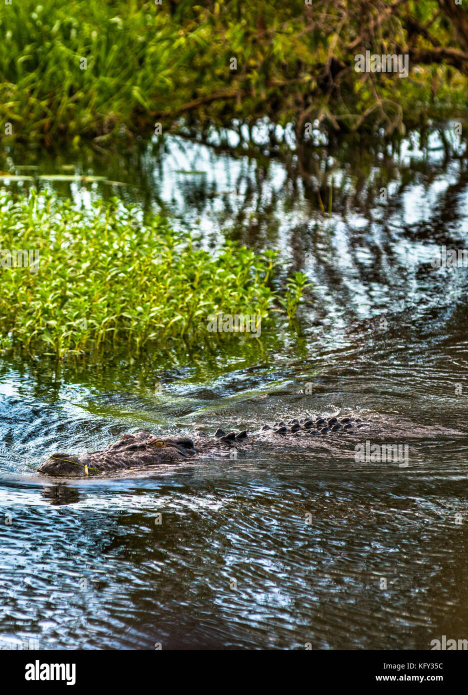 Saltwater crocodile wading through Yellow Water Wetlands and Billabong, Kakadu National Park, Northern Territory, Australia. Stock Photo