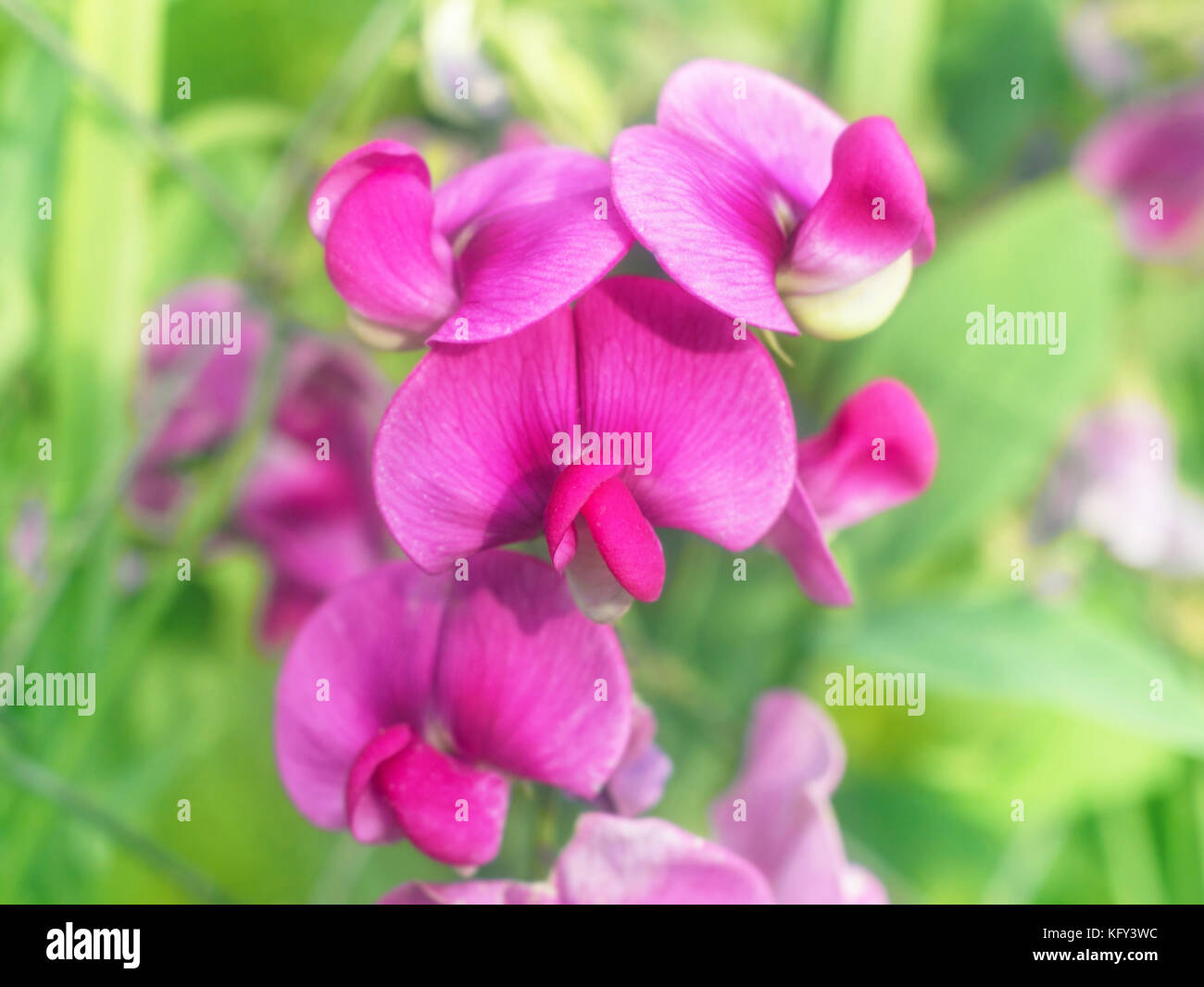 Beauty bright pink flowers of lathyrus odoratus at summer garden Stock Photo